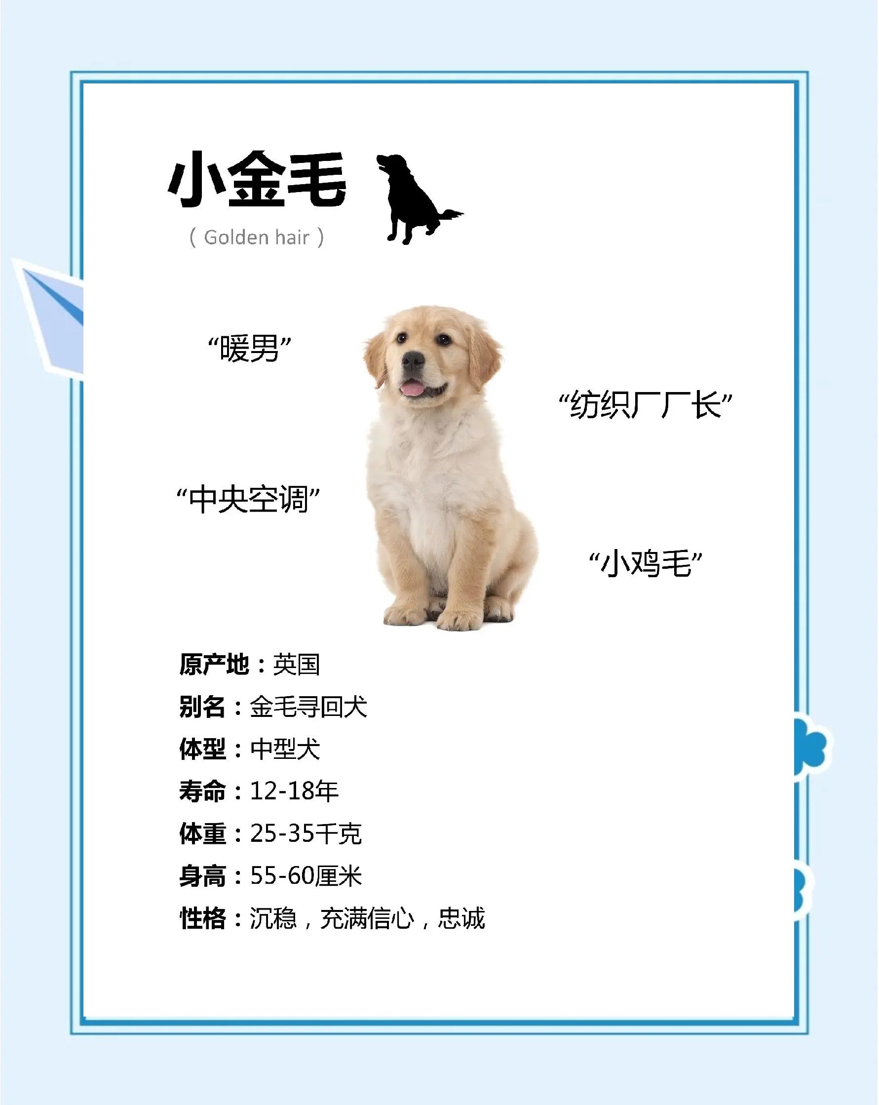 金毛犬怎么训练握手