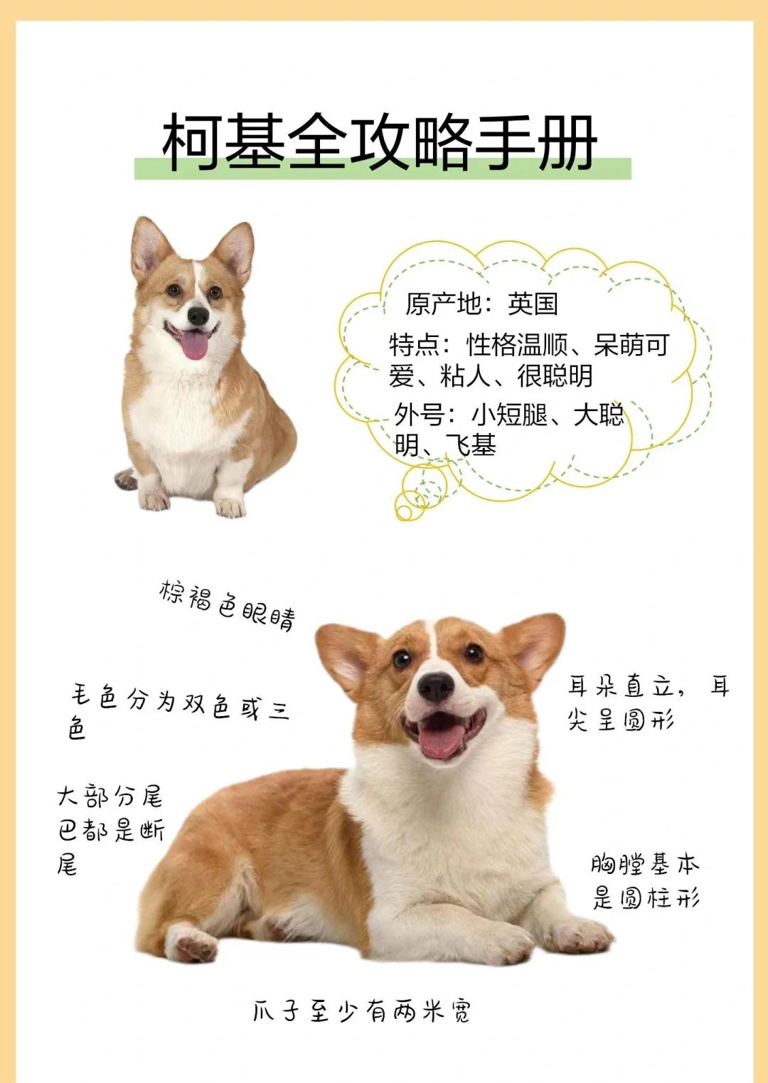 狗狗的寿命是多久多长