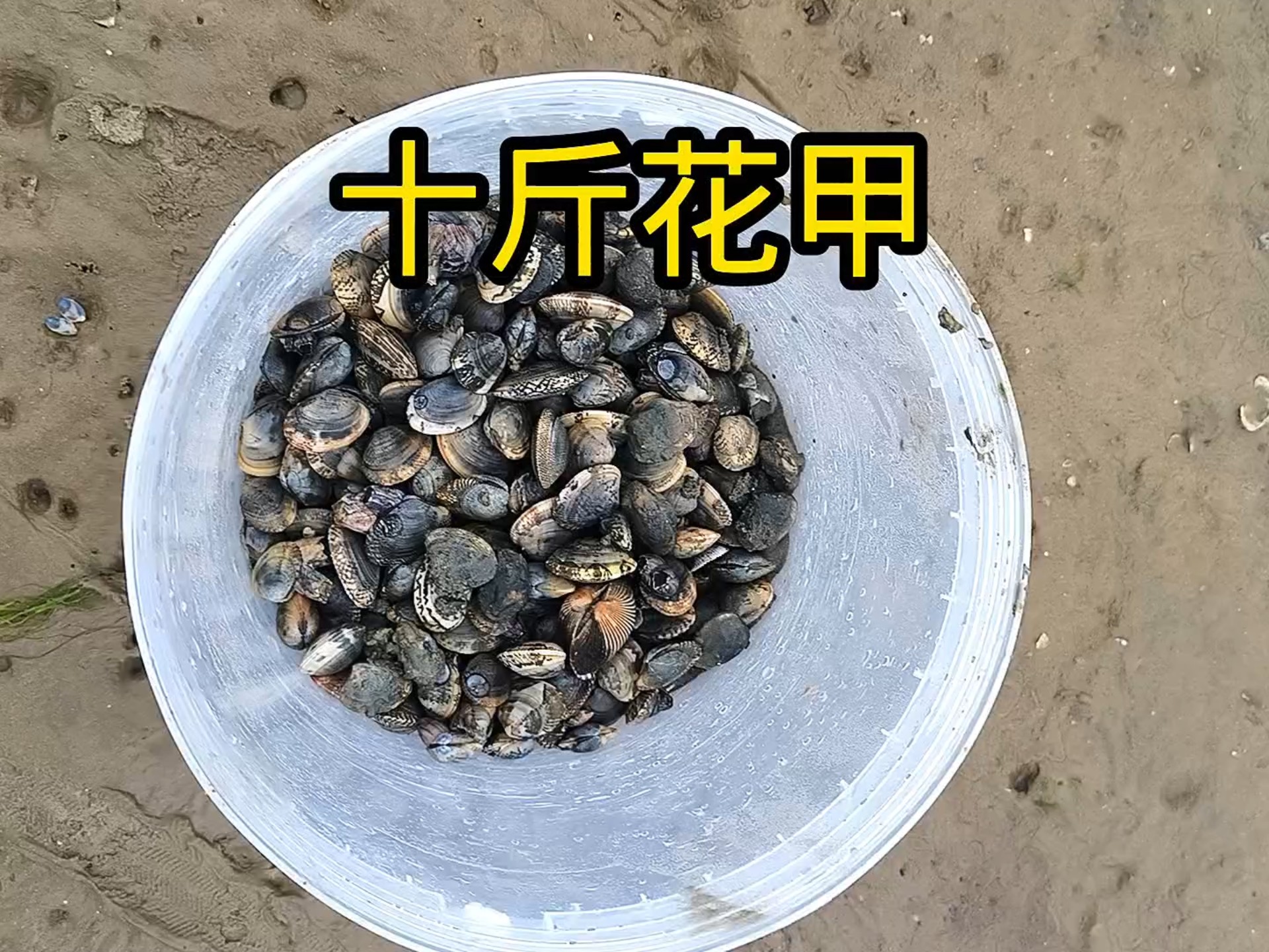 福建花甲多少钱一斤