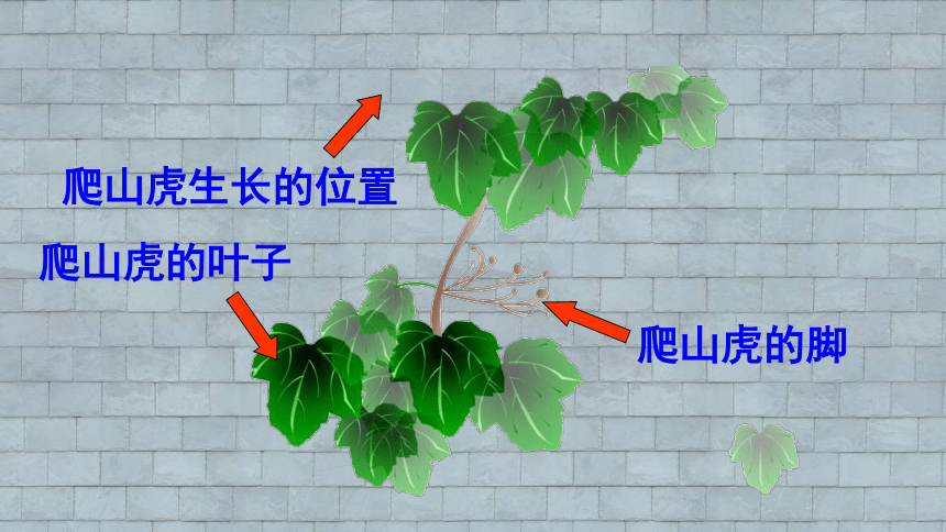 爬山虎的脚长在哪里形状和颜色是怎样的