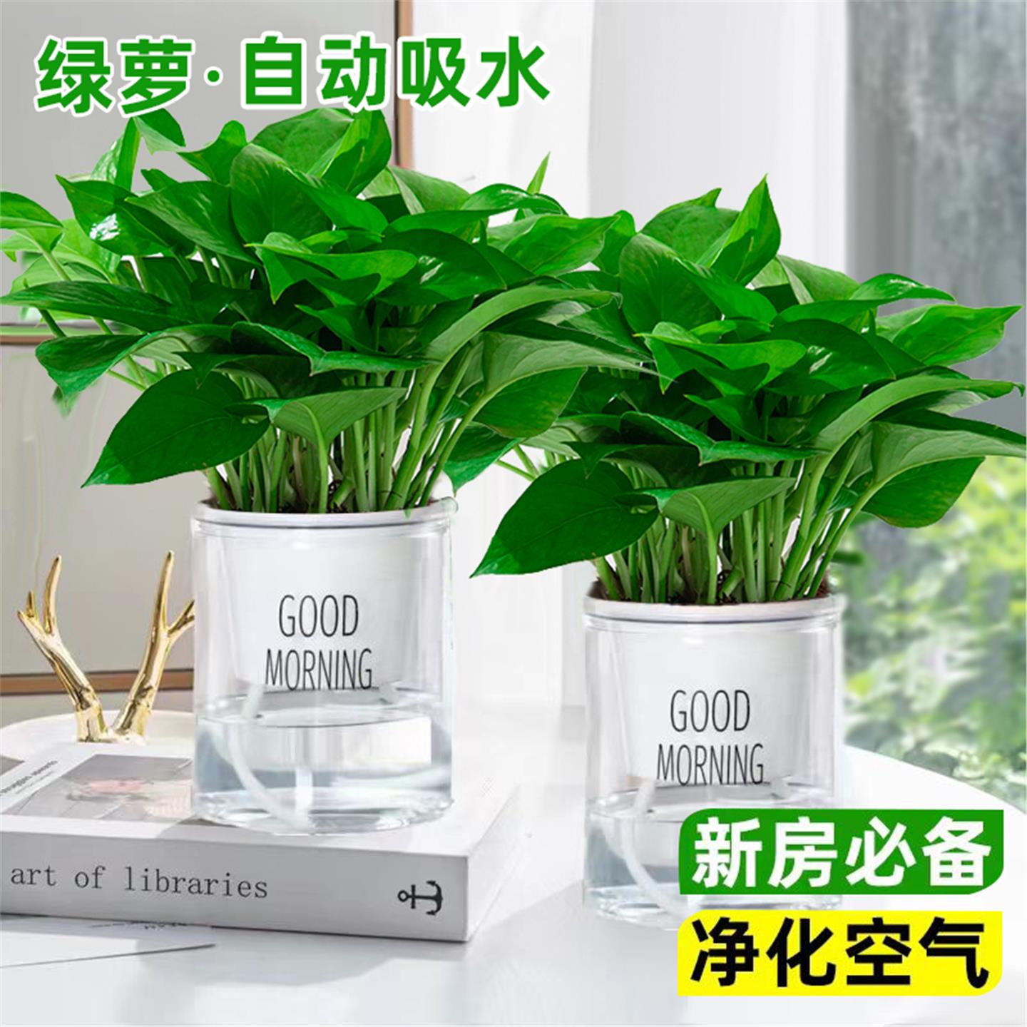 新房养什么花好