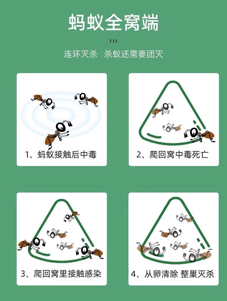 如何去除厨房的蚂蚁小妙招