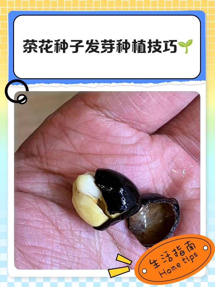 茶籽树种植技术与管理