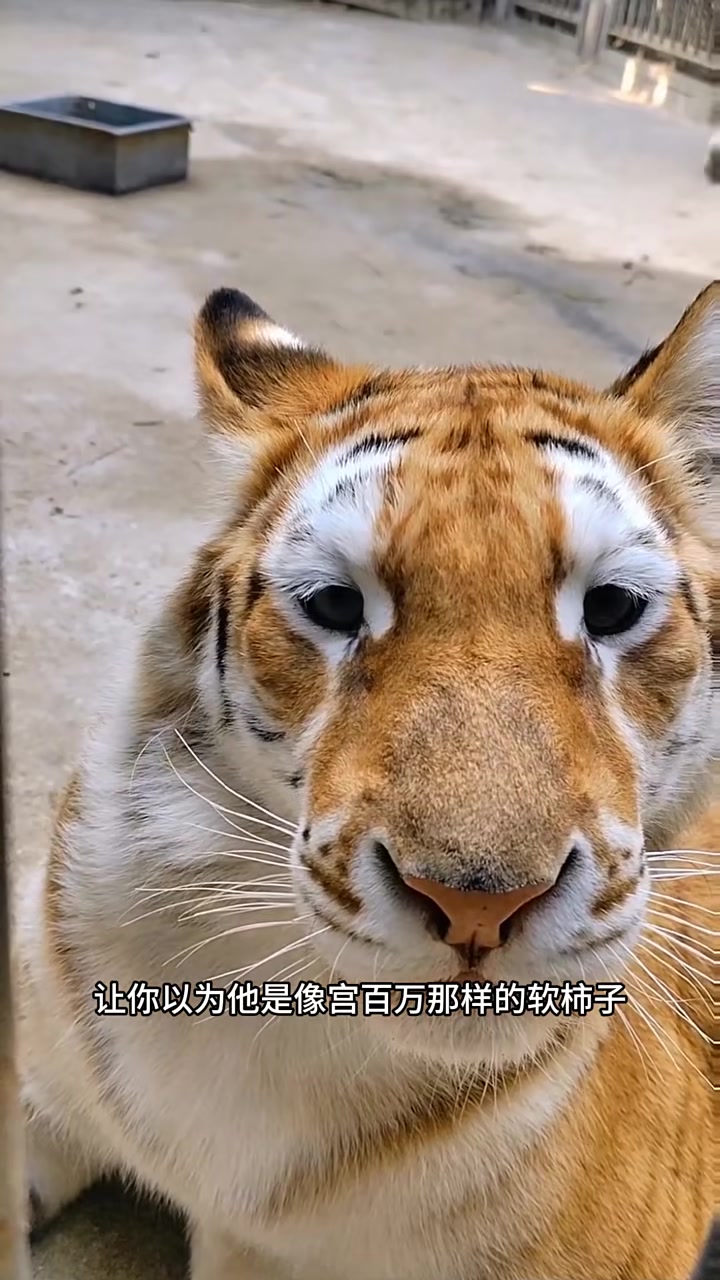 云南鬼迷日眼的是什么意思