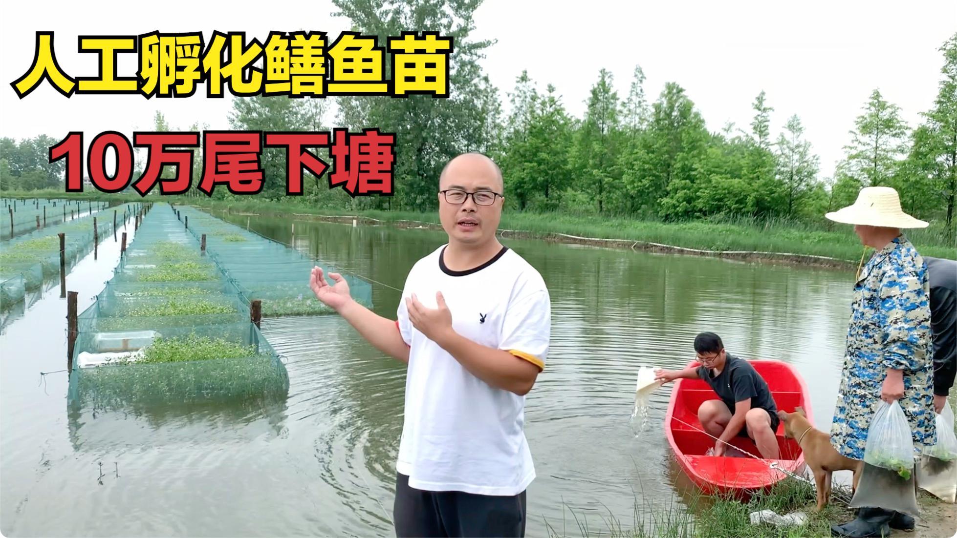 养殖黄鳝鱼一亩地的效益是多少