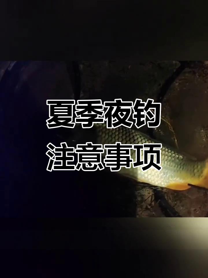 夏季如何在夜晚钓鱼视频