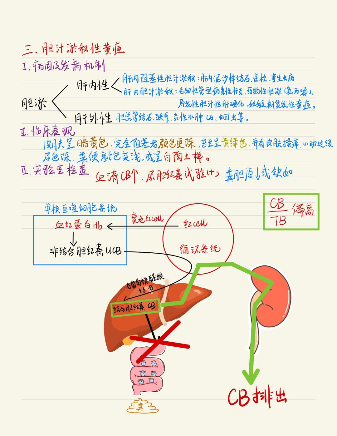 成人黄疸的症状及治疗措施