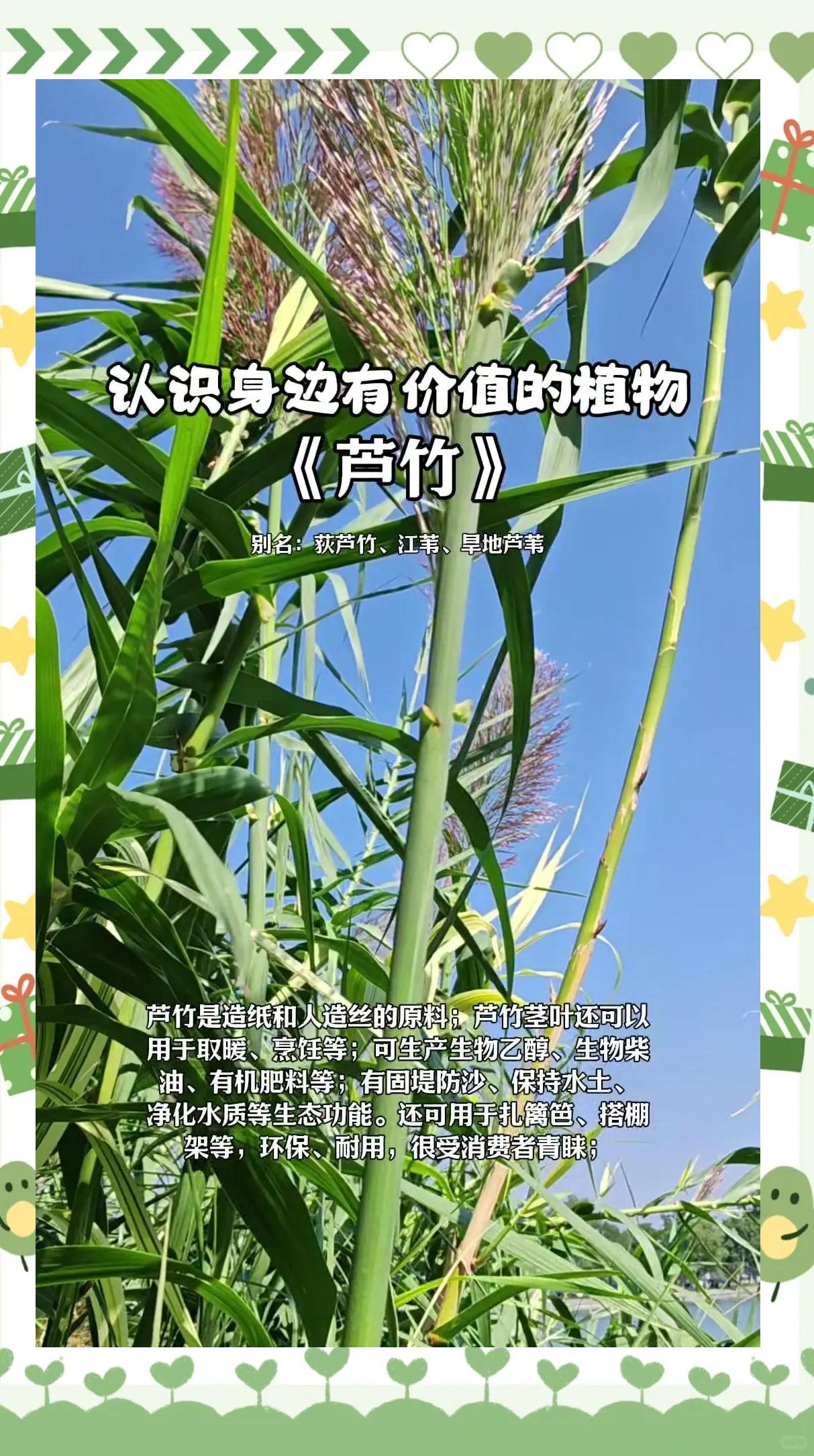 楠竹多少钱一根