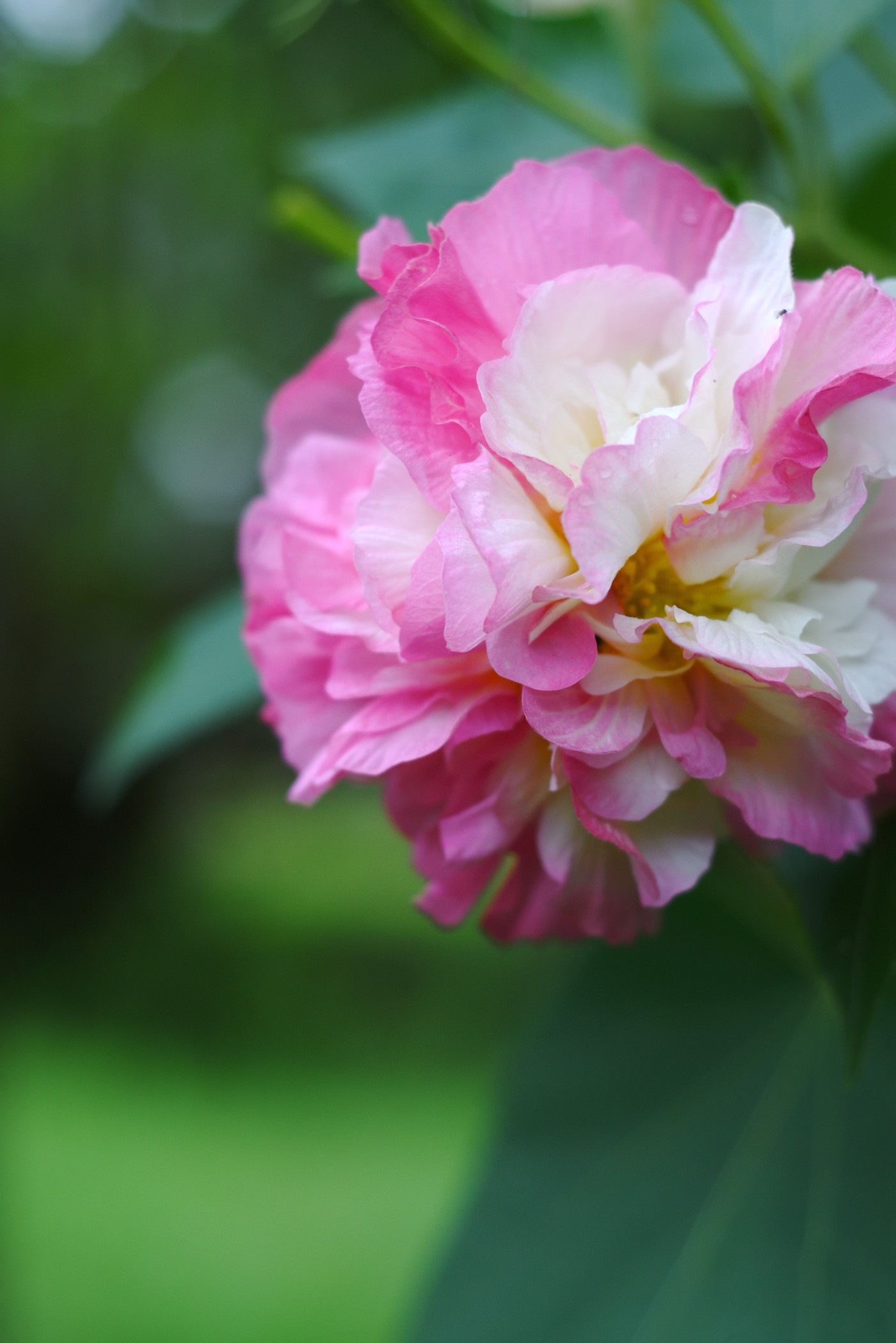 芙蓉花什么季节开放最好
