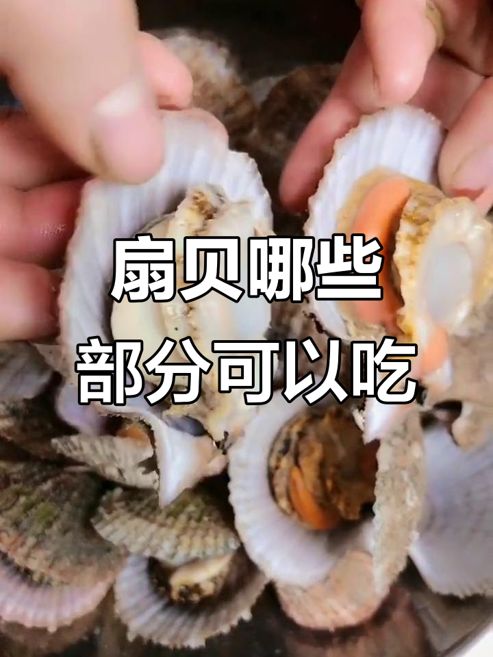 扇贝肉和带子肉是一样的吗