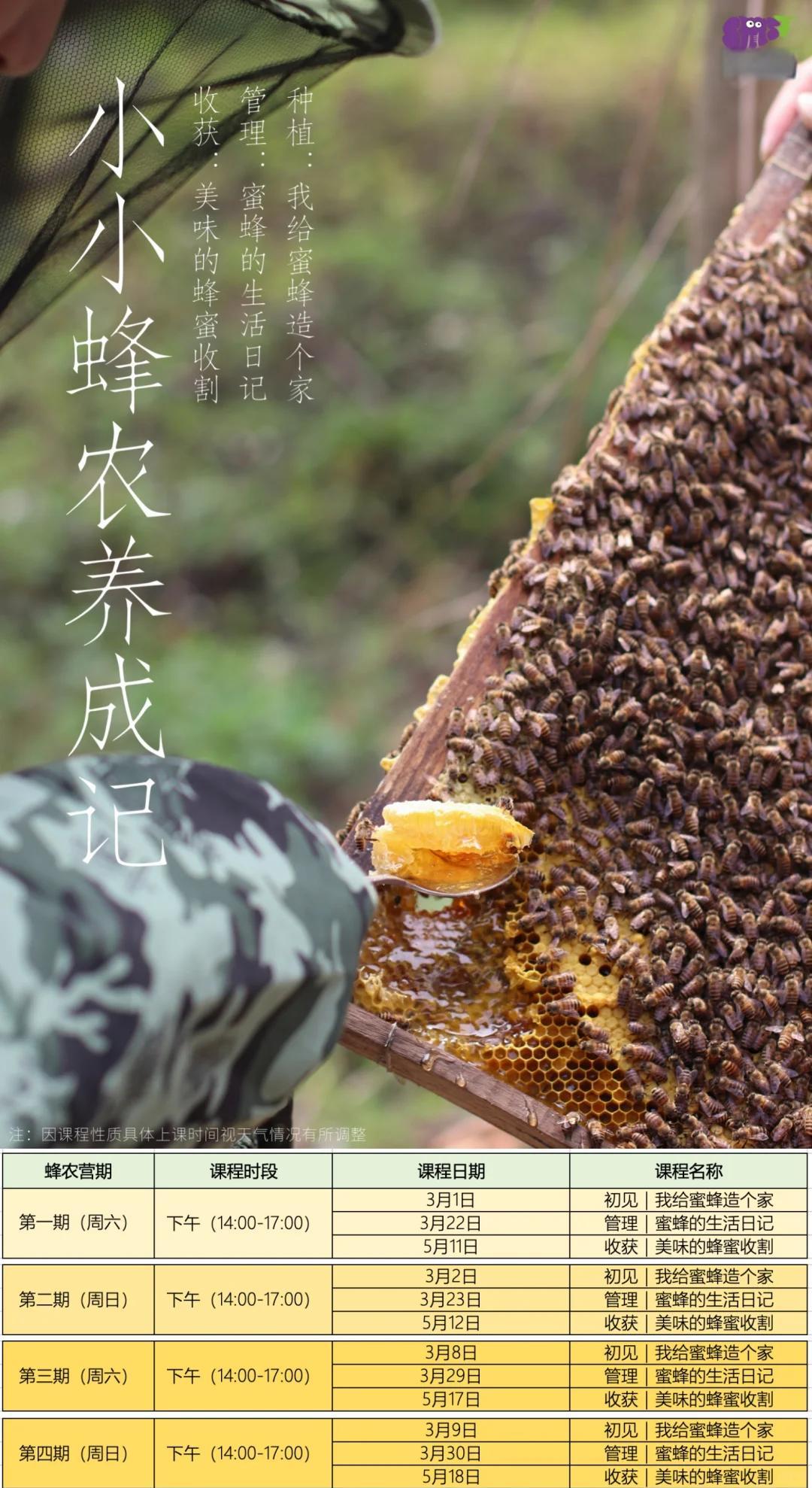 养殖蜜蜂教程视频在线