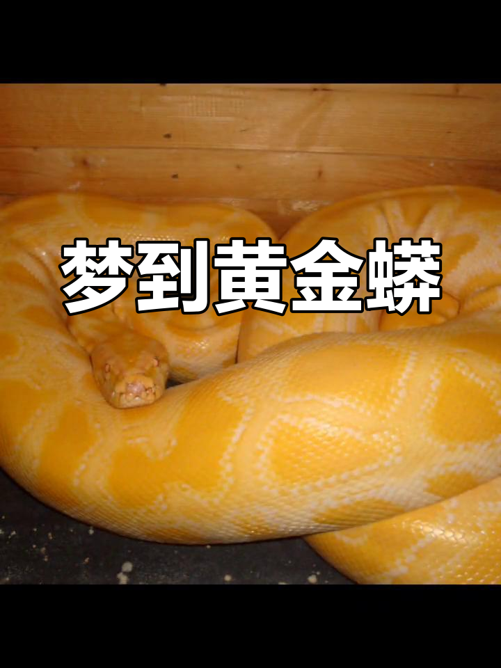 做梦见莽蛇是什么意思