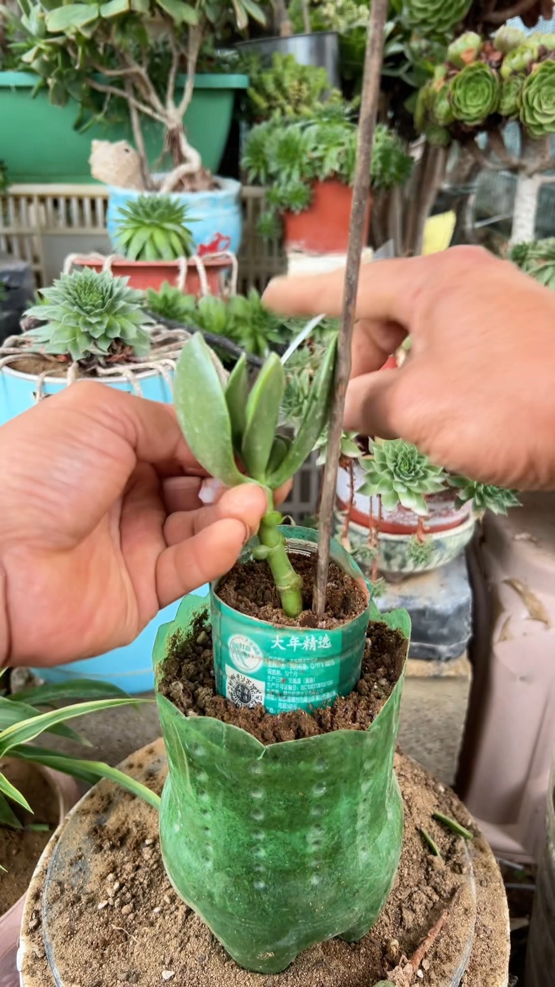 多肉植物刚买回来怎样种植视频