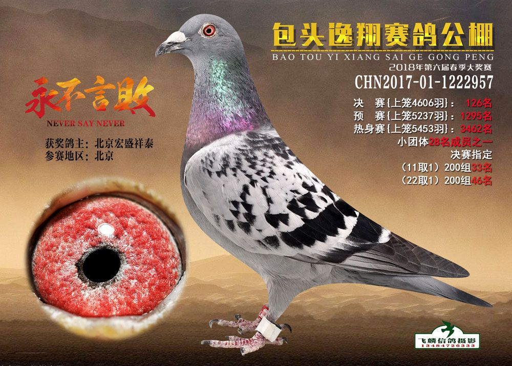 鸿盛公棚赛鸽公棚最新公告