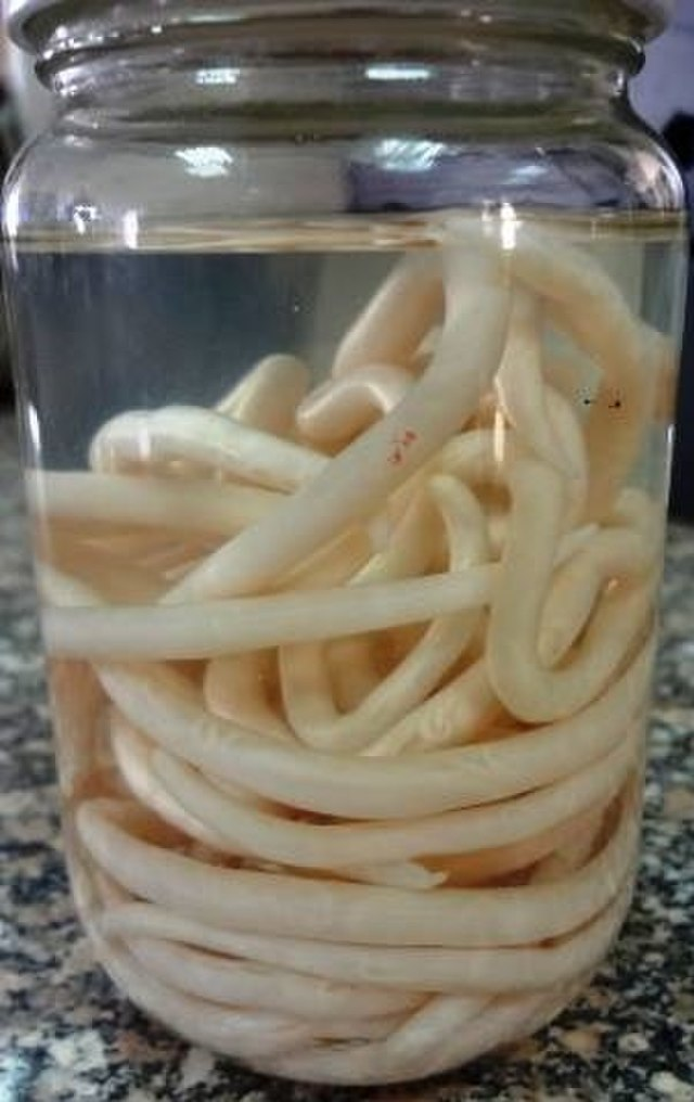 线形虫种类