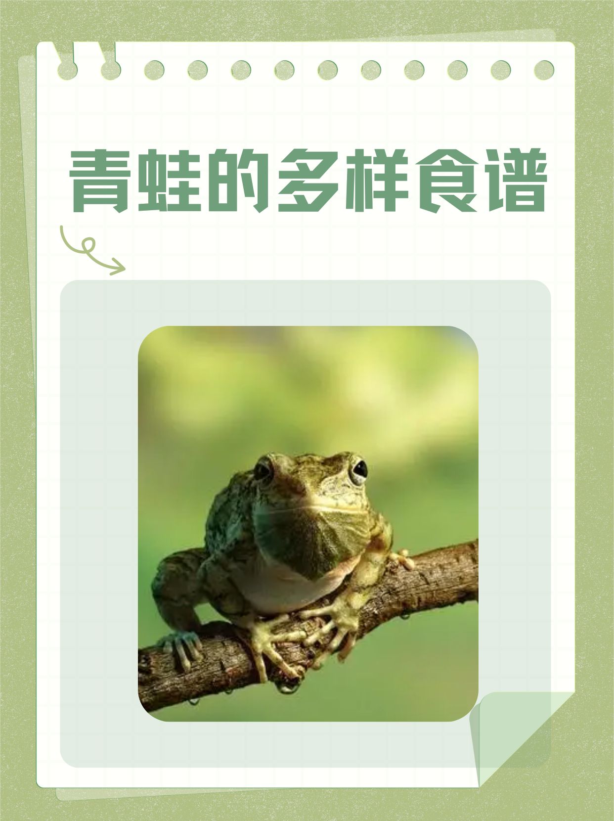 关于青蛙的资料简介