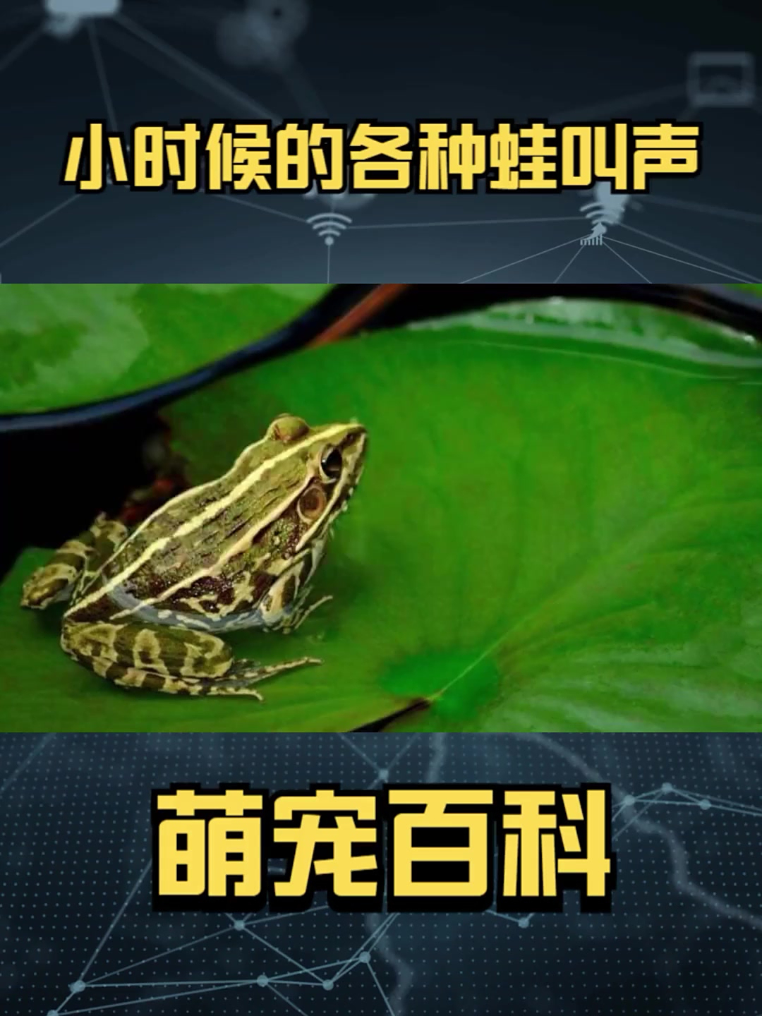 关于青蛙的资料简介