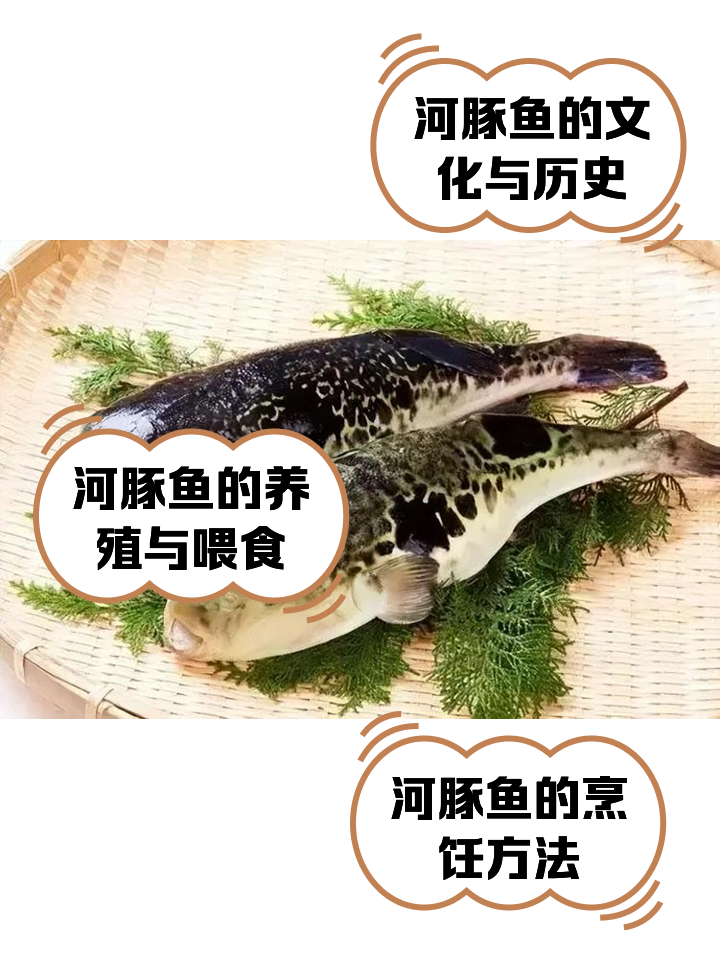 养殖河豚没毒吗