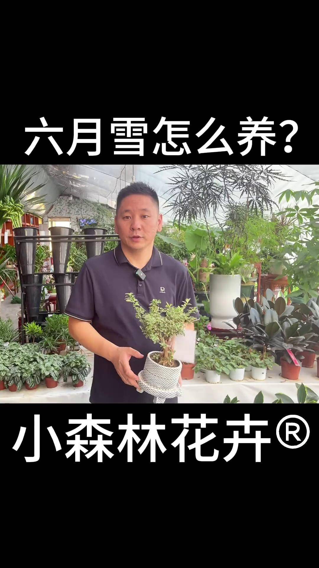 六月雪的养殖方法的叶片枯萎
