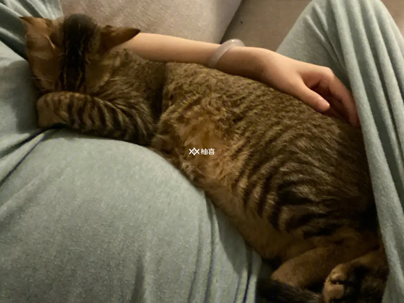 孕妇梦见猫生男生女预示什么