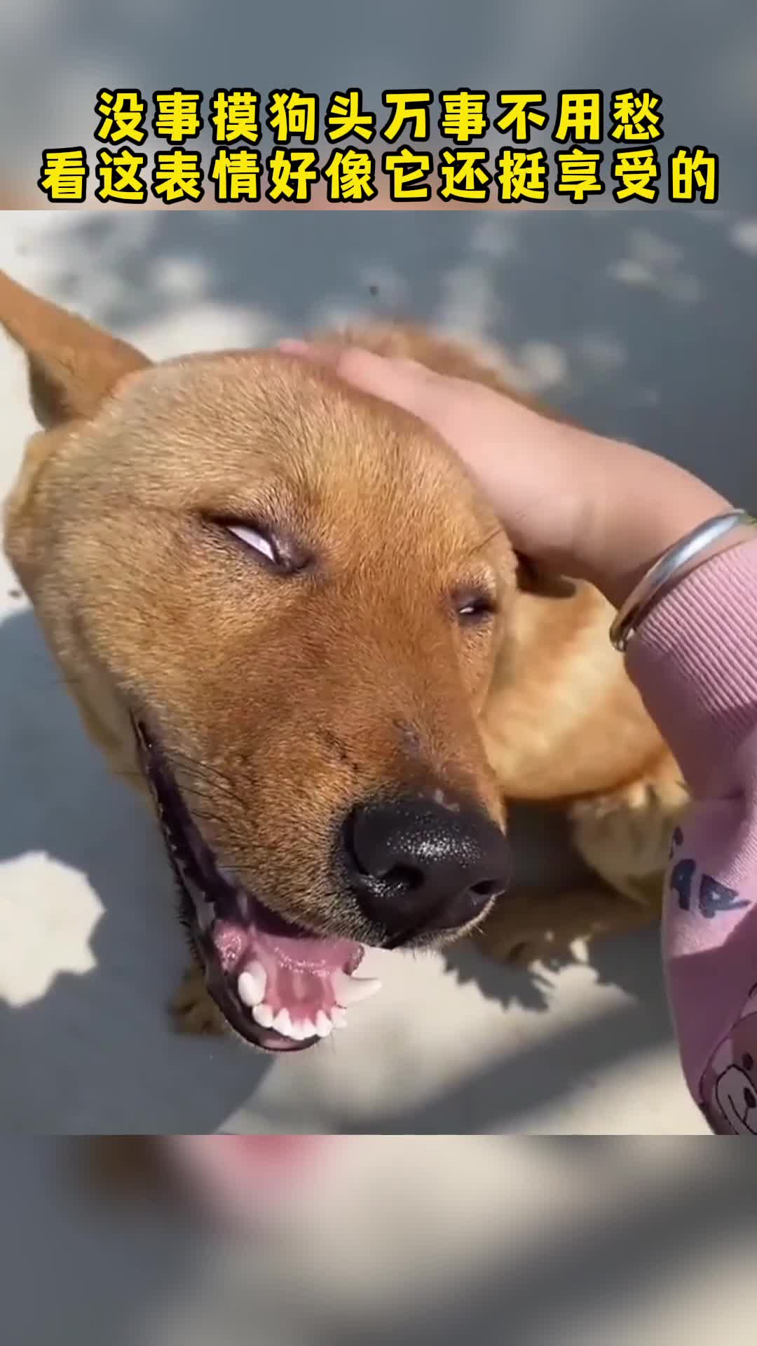 手动狗头图片
