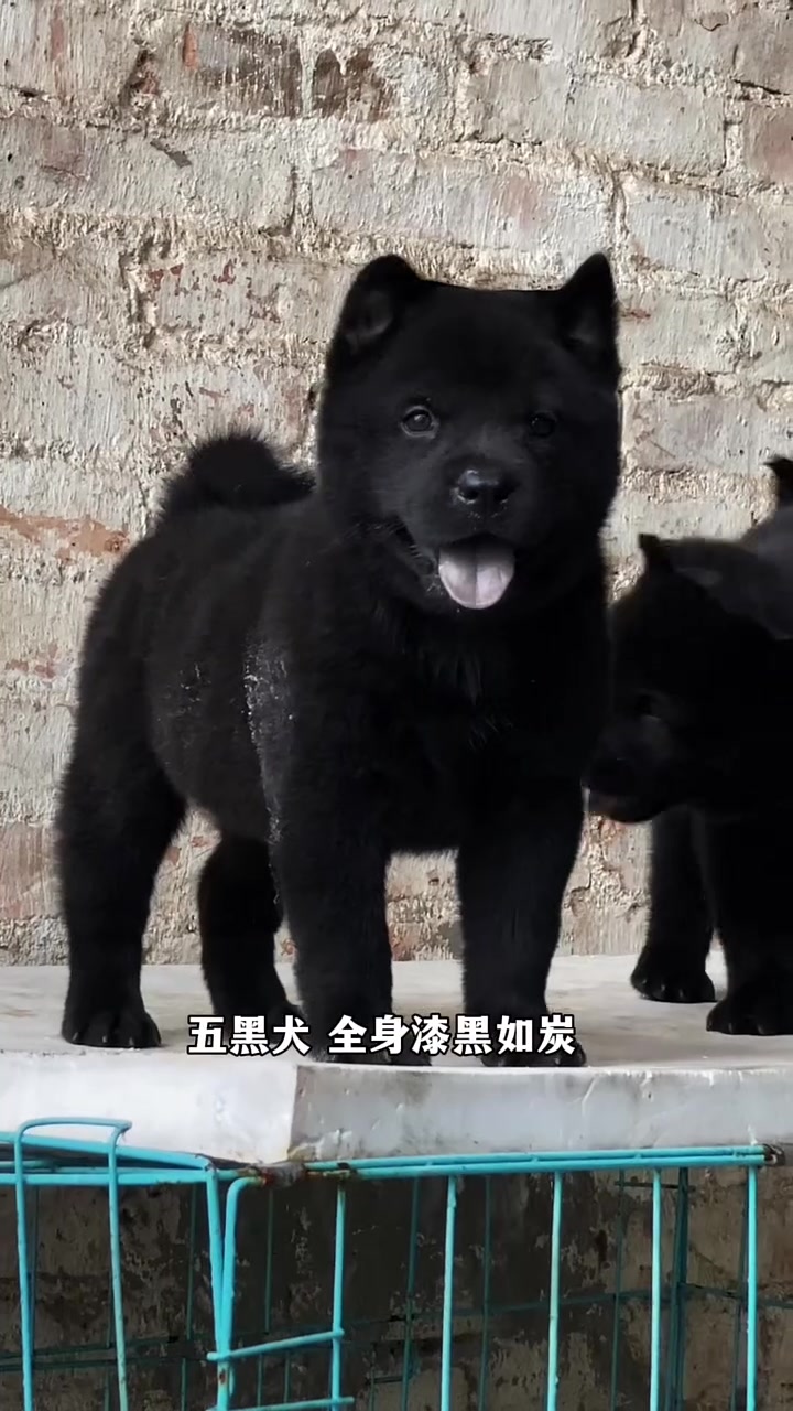 黑狗指什么