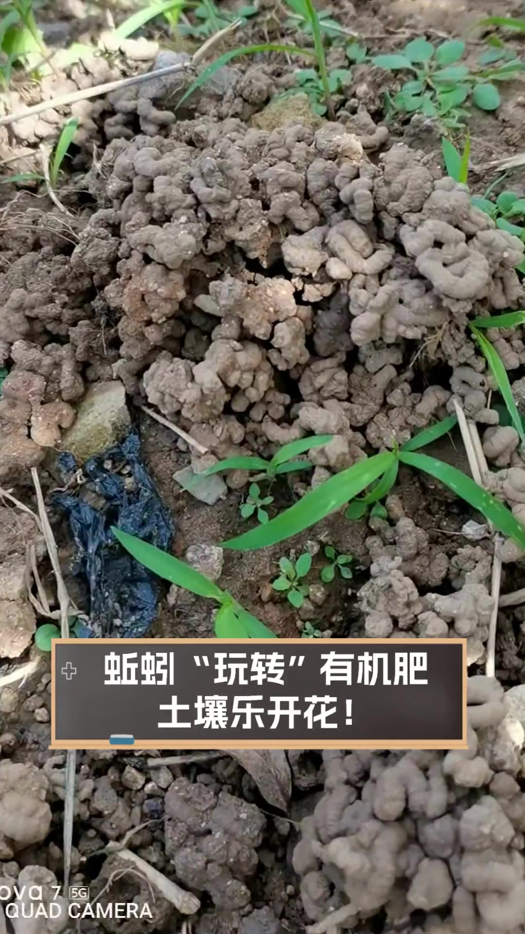 蚯蚓如何养殖钓鱼