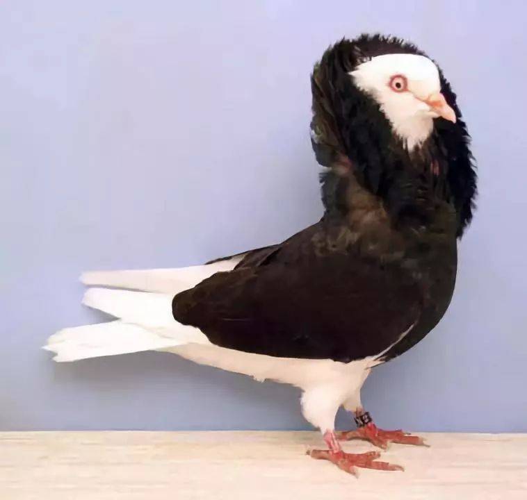 绿色脚环的鸽子是什么意思