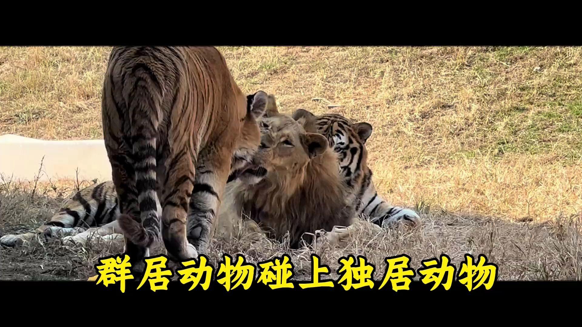 哪些动物是群居生活