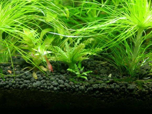 黑金刚的繁殖方法是什么意思