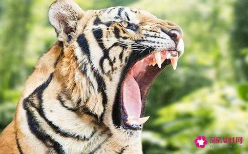 梦见被老虎追成功逃脱后反杀老虎