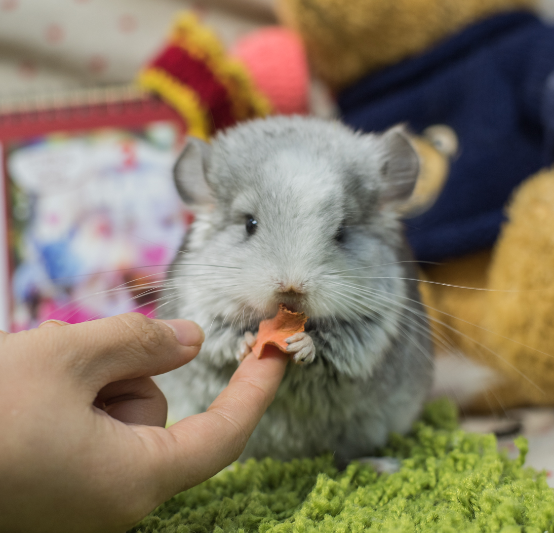 龙猫是什么东东啊