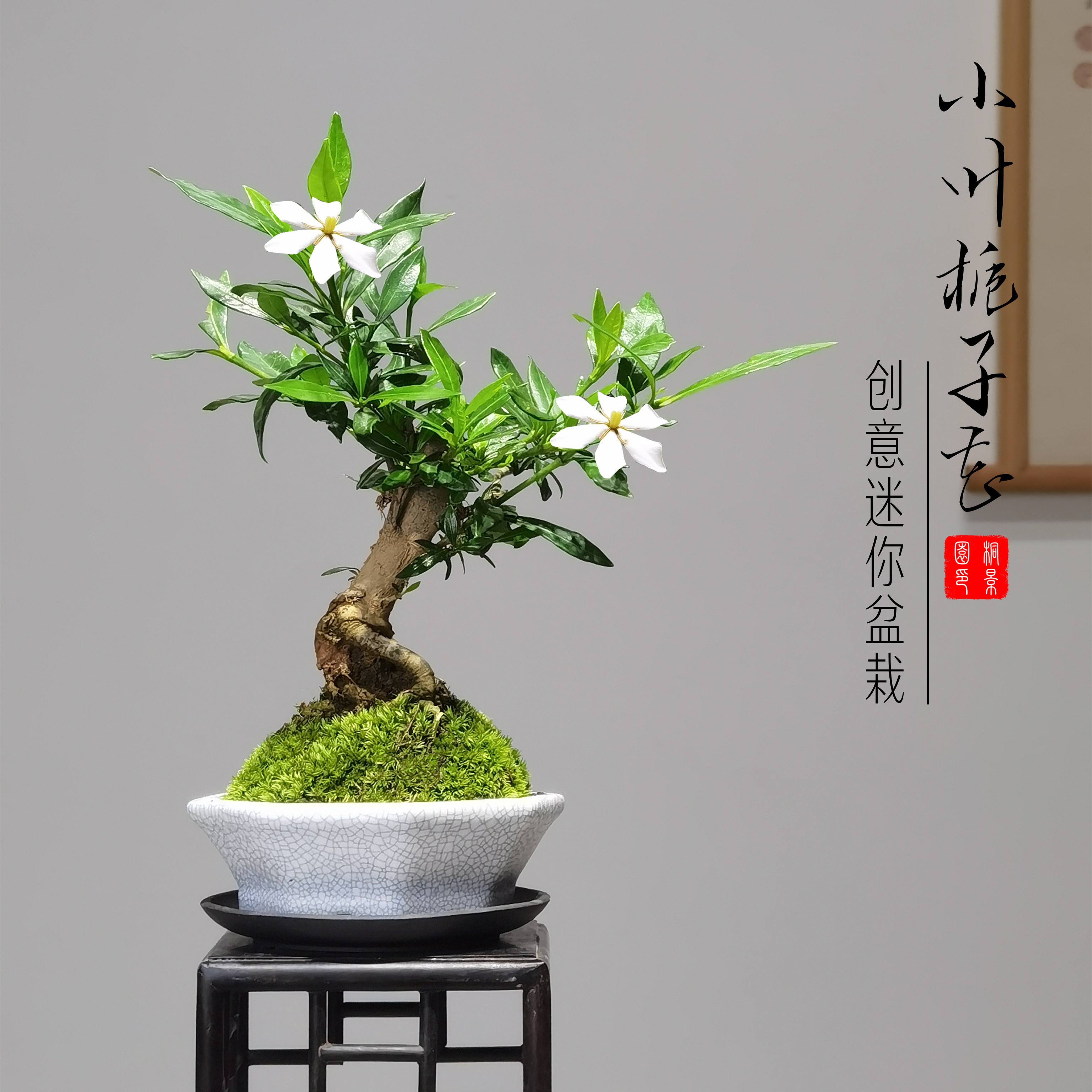 栀子花摆在屋里什么位置风水好