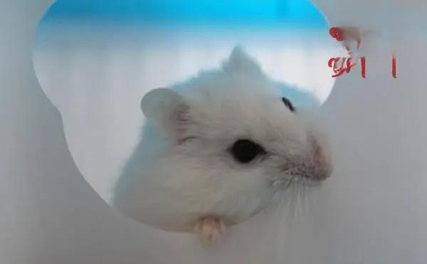 紫仓属于什么品种