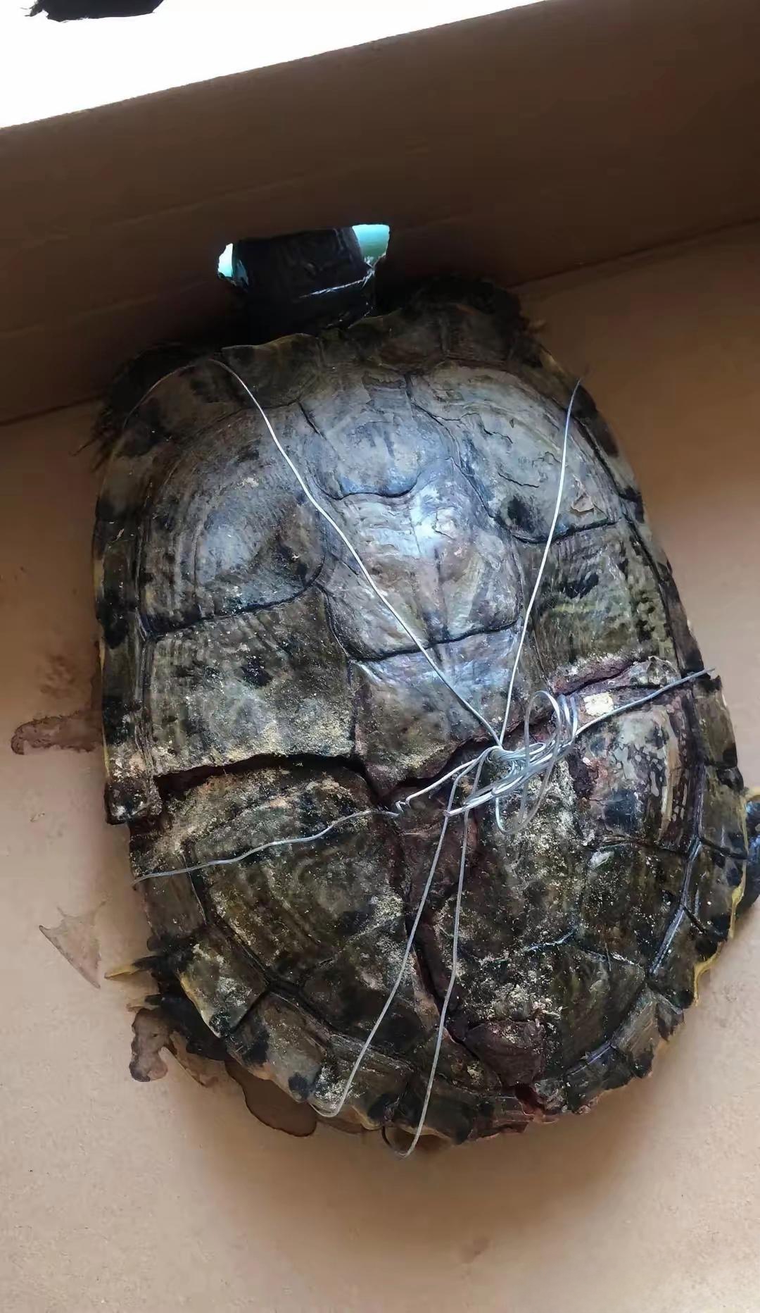 乌龟死了是挡灾吗