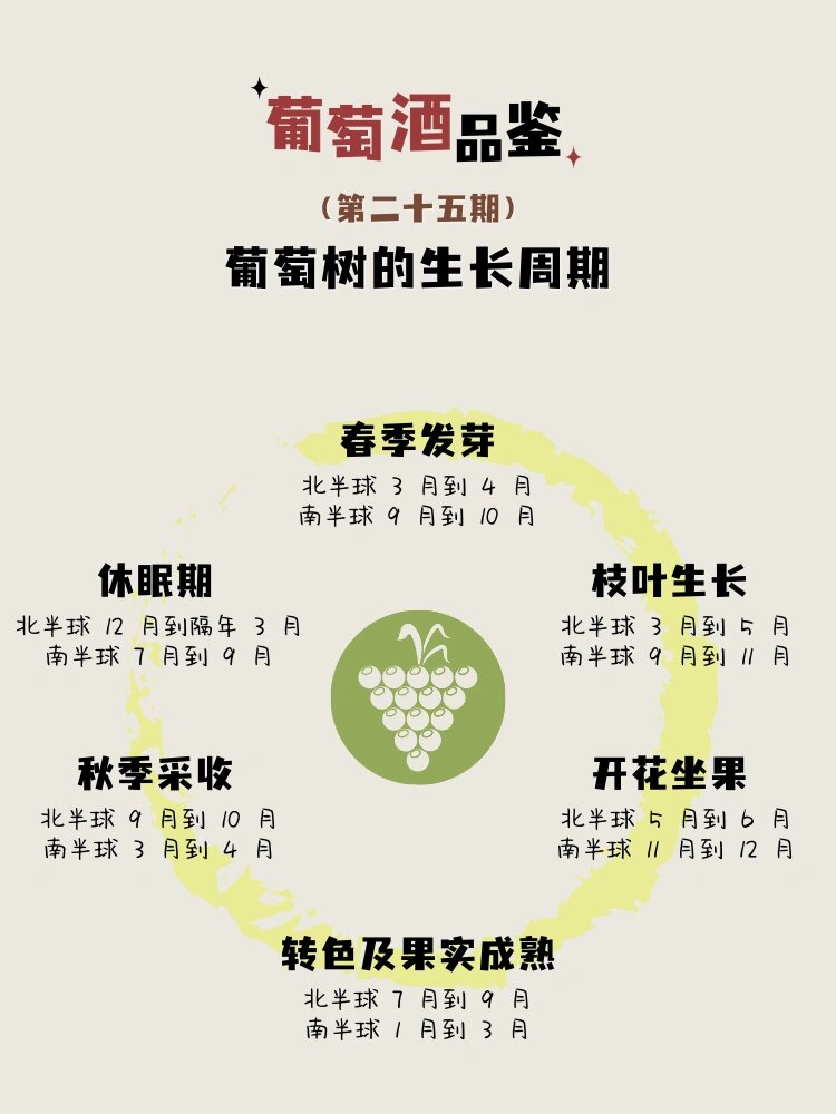 葡萄苗几年结果美人