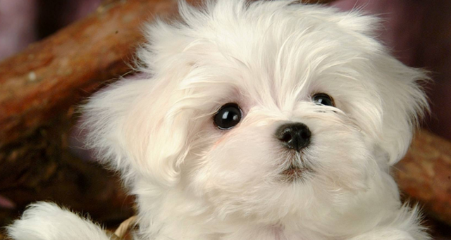 狗带是啥意思啊