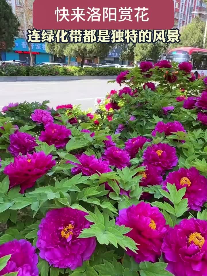 牡丹开花时间是何时开放