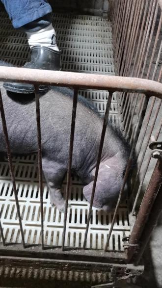 太湖母猪可以吃吗有营养吗