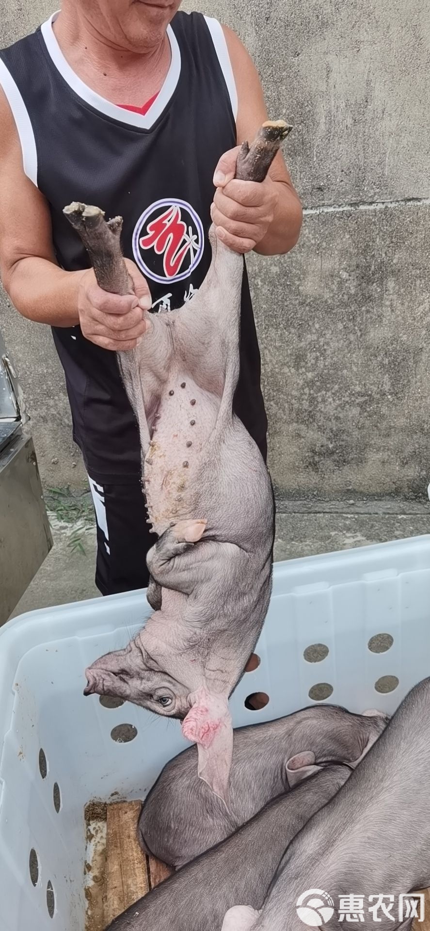 太湖母猪可以吃吗有营养吗