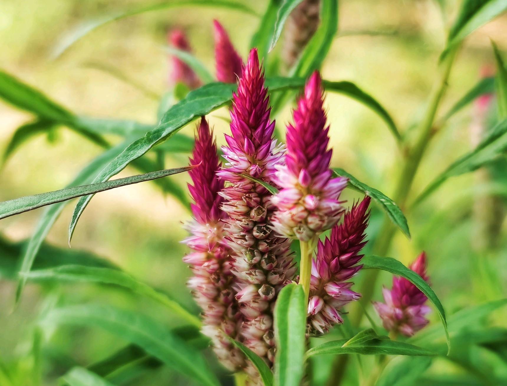 鸡冠花在什么时间开花