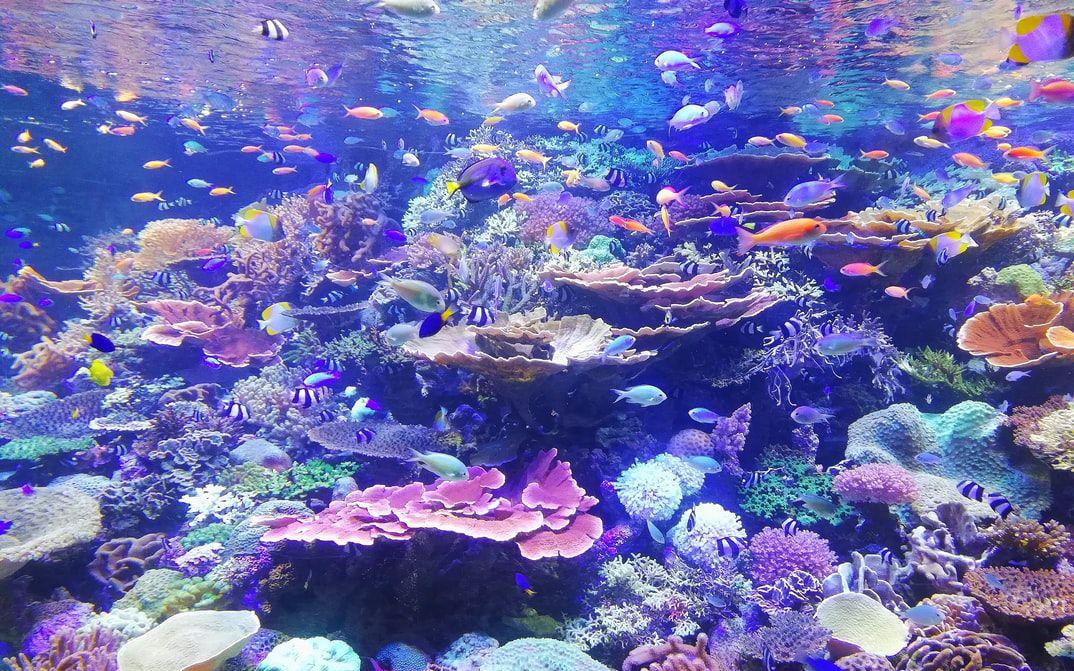 盘点世界上最好看的10种鱼图片