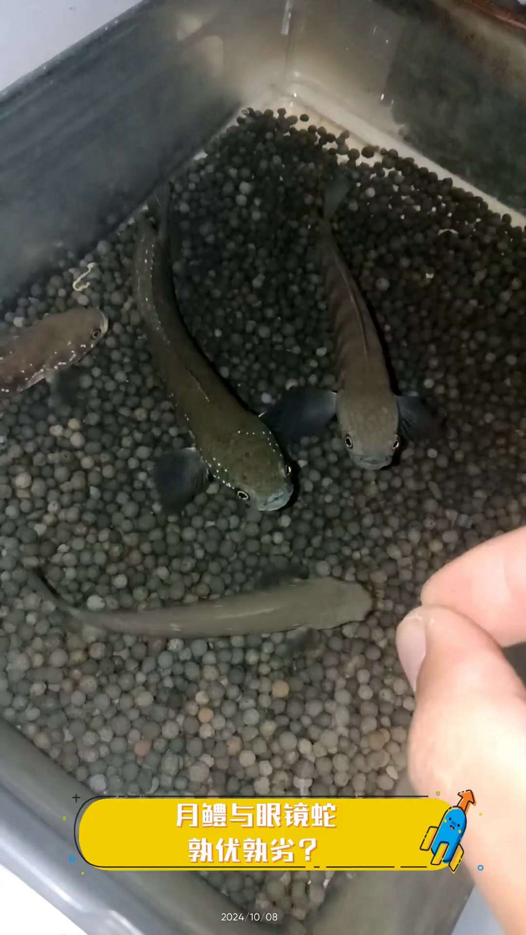 云斑尖塘鳢怎么读