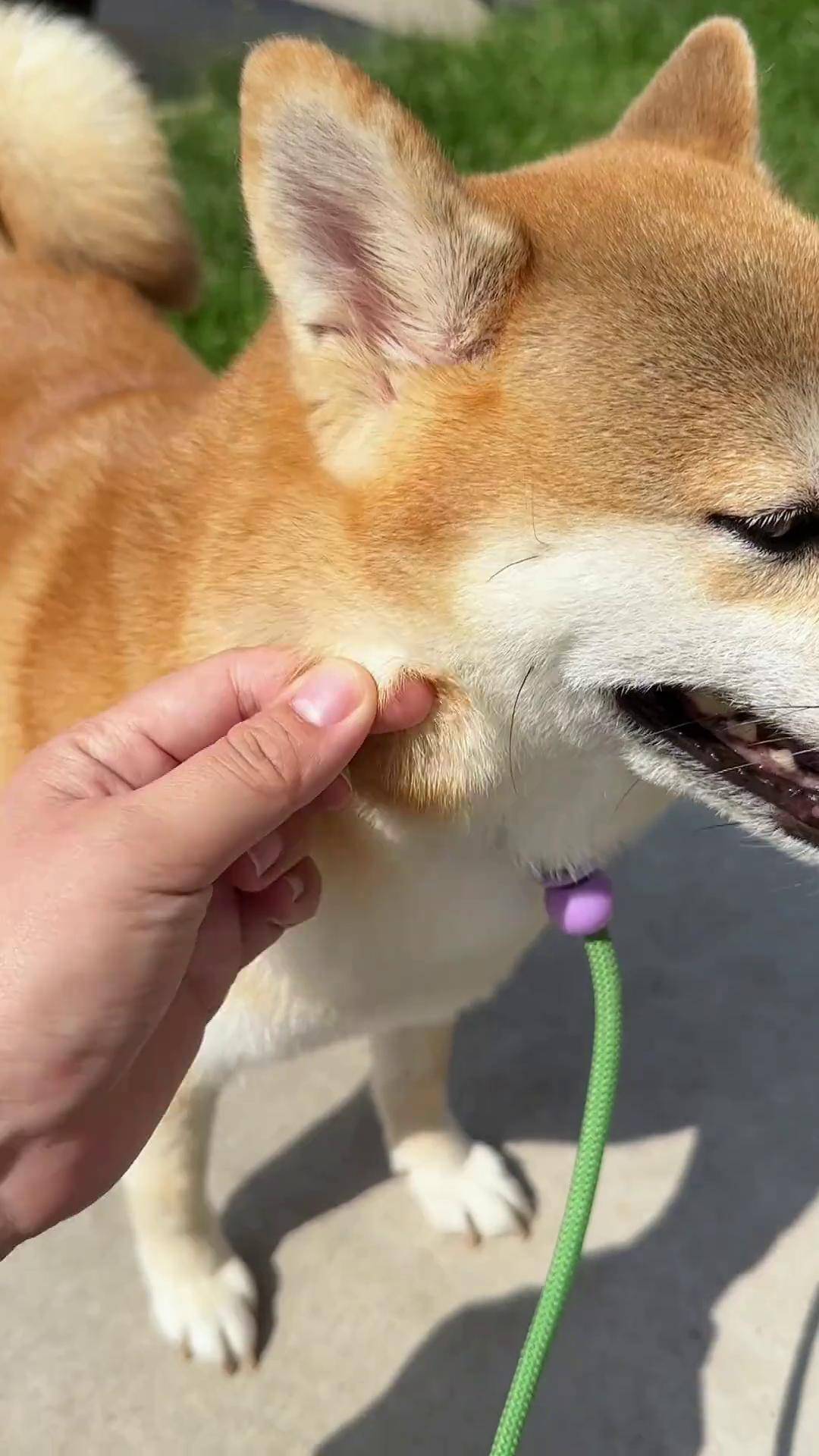 狗毛掉一地怎么清理