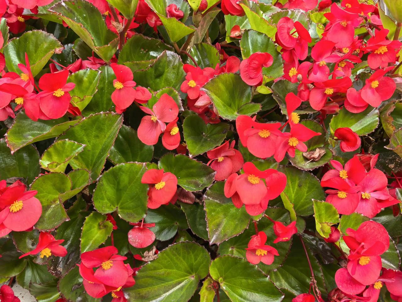 秋天开的什么花在9月