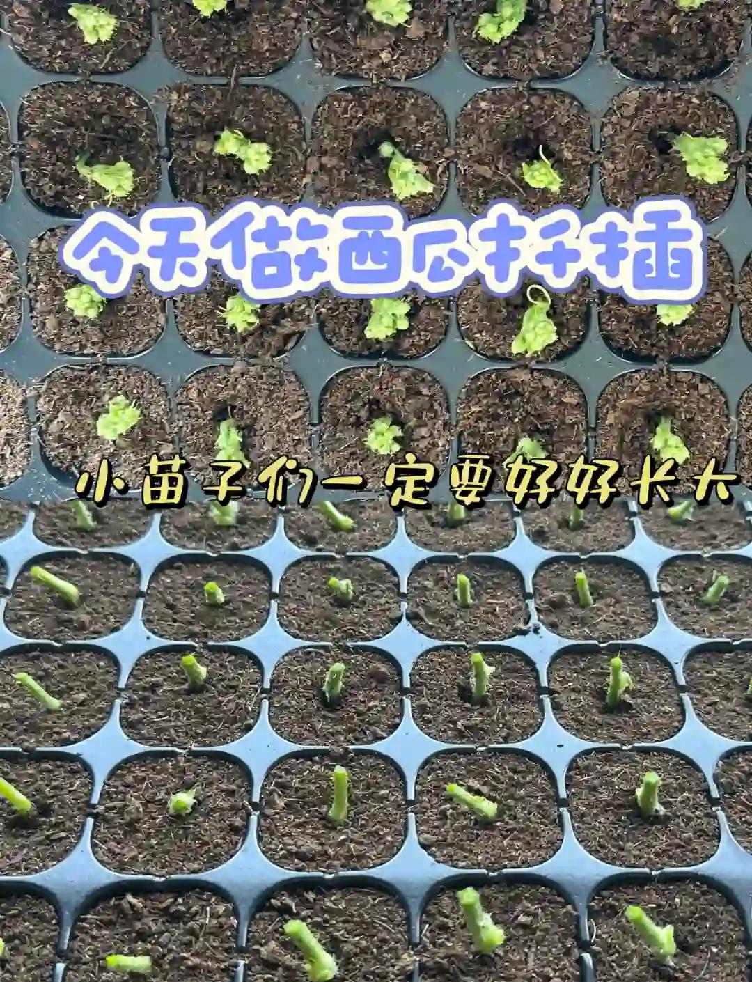 西瓜种子催芽常见方法图解