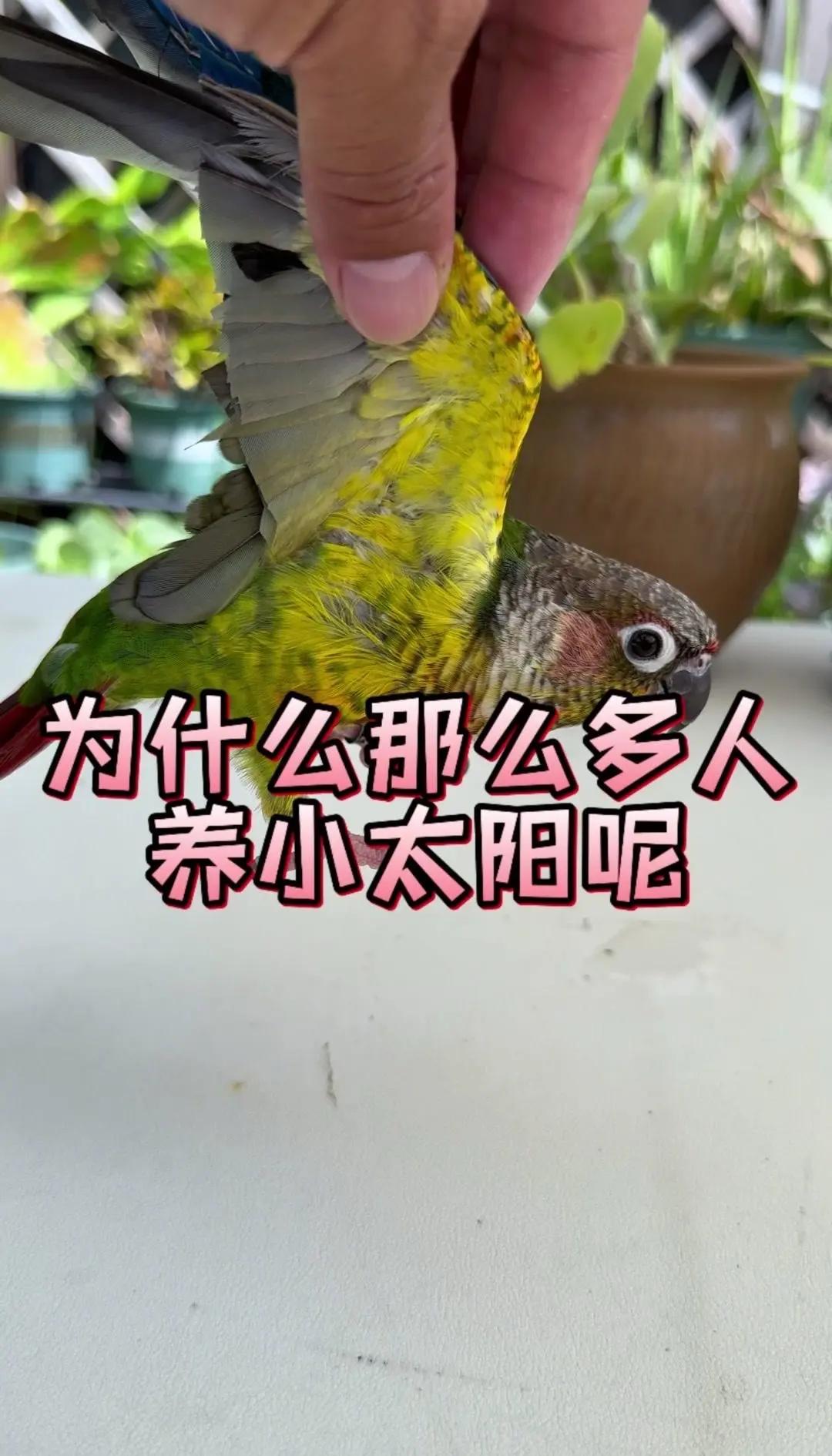 小鹦鹉怎么养才会认主人呢