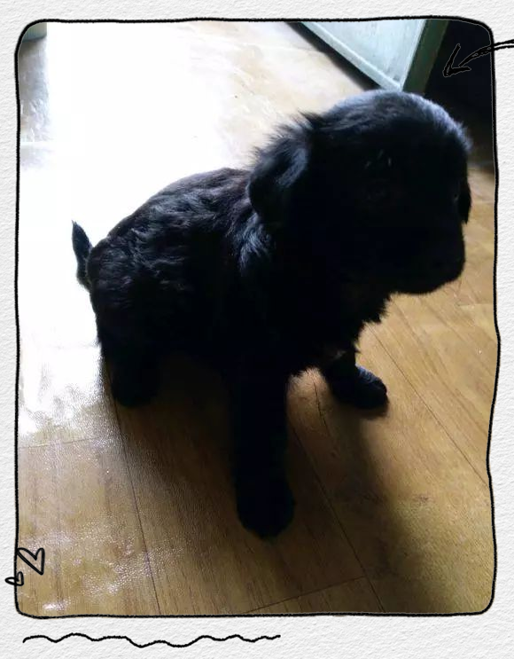 黑色金毛长什么样?