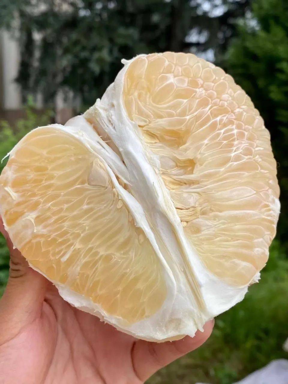 白柚子的作用与功效与禁忌是什么