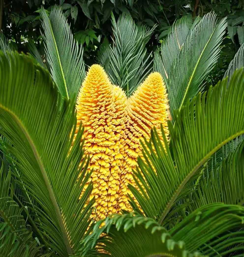 铁树开花为什么那么罕见